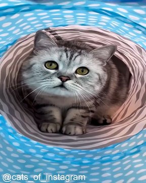 Les Super-Pouvoirs Cachés des Chats_1753534302