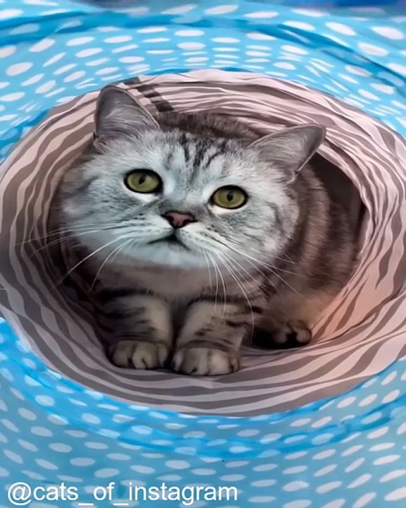 Les Super-Pouvoirs Cachés des Chats_1753534302