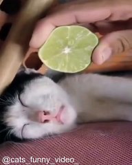 Les Super-Pouvoirs Cachés des Chats_1753899054