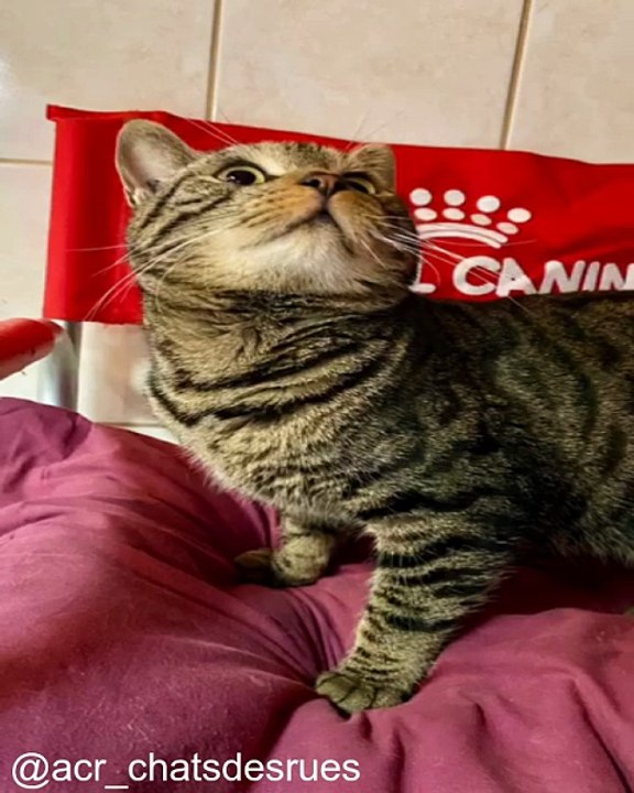 Ne Regardez Pas Cette Vidéo Si Vous Ne Voulez Pas Rire_1753550831