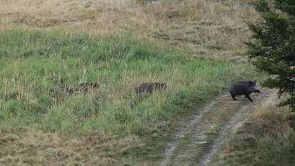 Planas aclara que la peste porcina no afecta a humanos y buscará limitar el impacto económico