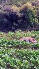 भारत में जन्मे चीते ने किया नीलगाय का शिकार