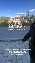 Europa Verde Salerno  - #Salerno #Mercatello #DecoroUrbano #Incuria  (29.11.25)