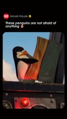 These penguins are not afraid of anything 😂