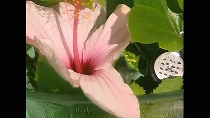 BLU NOTTE  -  IL CASO ANTONINO GIOÈ: LA MAFIA, FALCONE E BORSELLINO