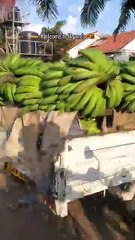 12 years old with 20 years of experience