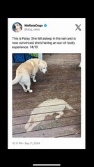 Thank you for so many subs! #memesdaily #dogmemes #dog #memes #memeschallenge #memeteam #newmemes