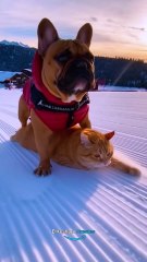 Lets Go  #ai #fun #funny #sora2 #dog #cat #viralshorts