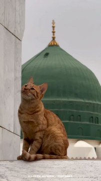 Madina ki billi Huzoorﷺ Se Muhabbat ! Only animal that is allowed to enter in great mosques of Madina ❤️#Aqeeda #Cat #Madinah #Imamahmedraza #Almadina #Hameemhameem #aaqa #huzoorﷺ #yarasoolallahﷺ #AqeedahAhleSunnat