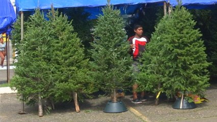 Arbolitos de Navidad empiezan a venderse en las calles