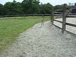 Ushuaïa et Iroise au paddock : première sortie