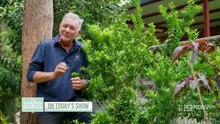 The Garden Gurus - Season 39 Episode 16