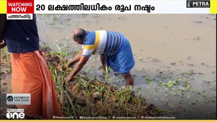 അപ്രതീക്ഷിതമായി പെയ്ത കനത്ത മഴയിൽ അപ്പർ കുട്ടനാട്ടിൽ വ്യാപക കൃഷി നാശം