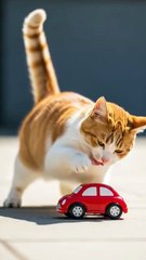 cat and kitten playing with toy car #cat #funnycats #kitten #catplay #catkid