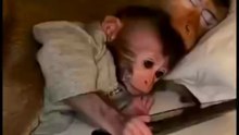 Baby Monkey Prank Gone Wrong - Angry Mom Smashes Phone