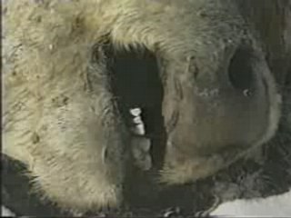 Cas de Mutilations Animal