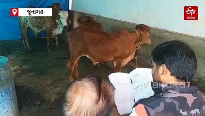 ભારત સહિત વિશ્વના દેશોમાં પણ હવે ગીર ગાયનો દબદબો, બ્રાઝિલે પણ ઈન્દુ બ્રાઝિલ નામની ગીર ગાયની નવી બ્રીડ વિકસાવી