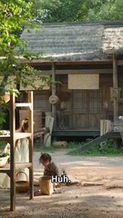 The Girl They Called a Curse… Becomes the Miracle They Beg For