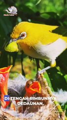 "White-eyes birds are feeding their young."