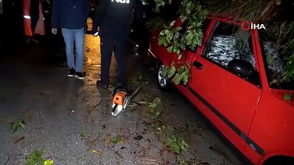 Antalya’da yağmur ve şiddetli rüzgar 10 metrelik ağacı devirdi: İki araç ve bina zarar gördü