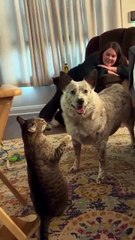 Cattle dogs are so cool.