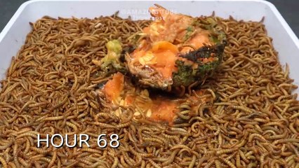 10.000 Worms VS DURIAN - MELON - PAPAYA - PEAR - Worms Eating Fruit Compilation #2