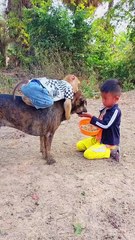 Lovely animal SokYaa, OG, Pao Mom Are Famous Around The World #shorts #anime #trend #edit