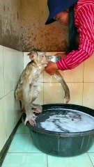 Amazing Best SokYalla, OG, Pao & Mom Are Famous  Job Best SokYaa, OG, Pao & Mom Are Famous Around The World #shorts #anime #trend #edit