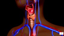 Thyroid Cancer in Older Adults Slow-Growing & Highly Treatable