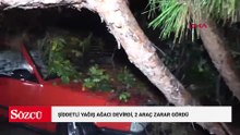 Antalya'da şiddetli yağış ağacı devirdi, 2 araç zarar gördü