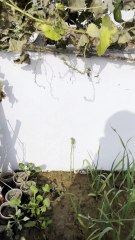 Small 1–2 ft Okra Plant Still Producing Fresh Okra 🌱💚