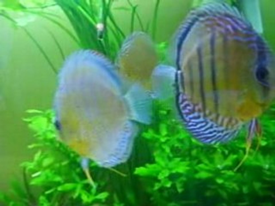 Gwenn Discus Sauvage