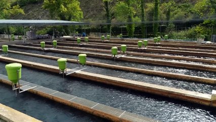 España es el primer productor acuícola de la Unión Europea con más de 268 mil toneladas anuales