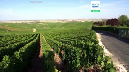 França culpa alterações climáticas pelo declínio do setor do vinho; arrancar vinhas é solução?