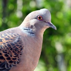 【Koto Music】 Singing Turtledove