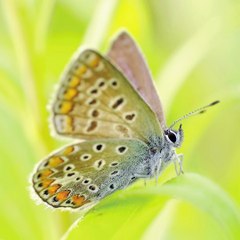 【Koto Music】 Small Bird