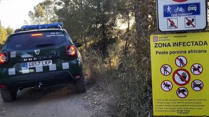 Hallan otros ocho jabalíes muertos por la peste porcina africana en Cataluña