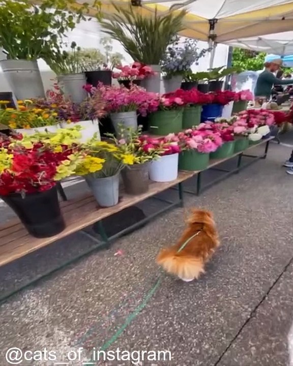 Quand un Chat Rencontre un Bébé