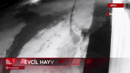 Erzurum’un Aşkale ilçesinde aç kalan kurtlar köye indi