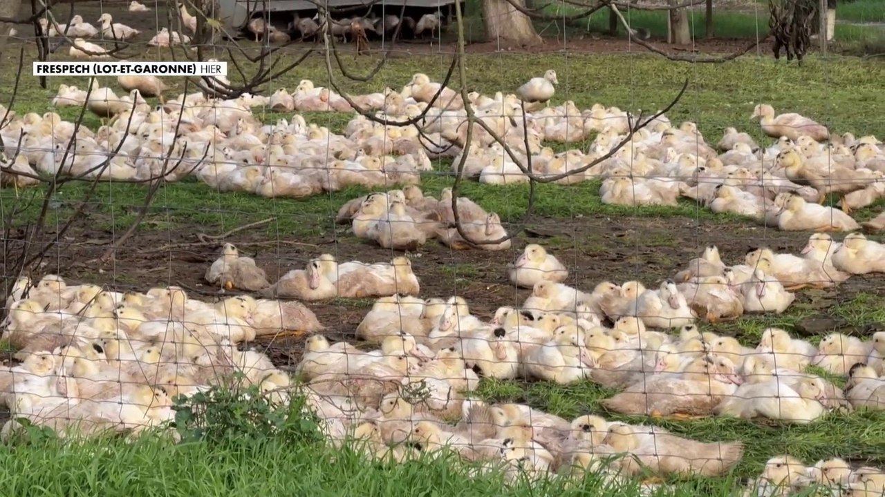 Lot-et-Garonne : dans cette ferme, on fabrique le foie-gras de A à Z