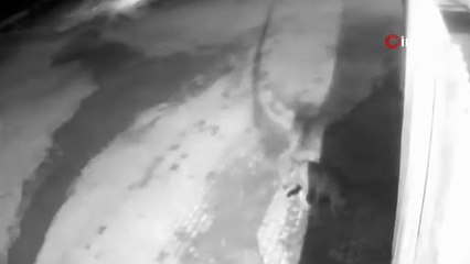 Aşkale’de aç kalan kurtlar köye indi