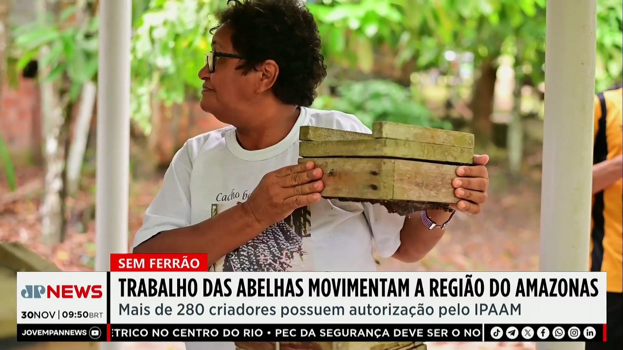 Criação de abelhas sem ferrão movimenta economia no Amazonas
