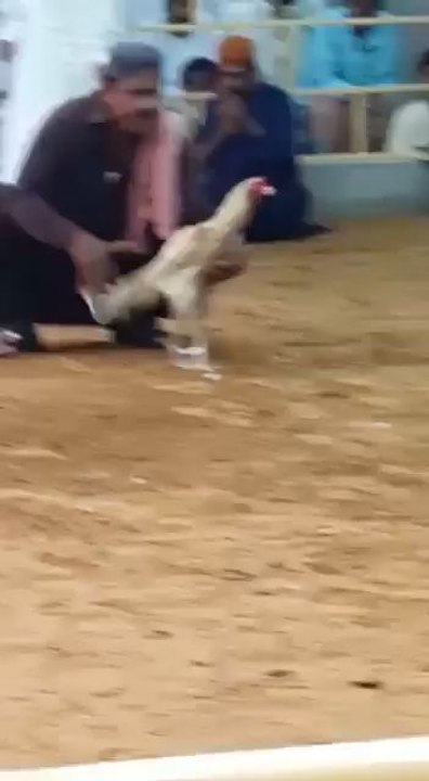 aseel murgha fight
