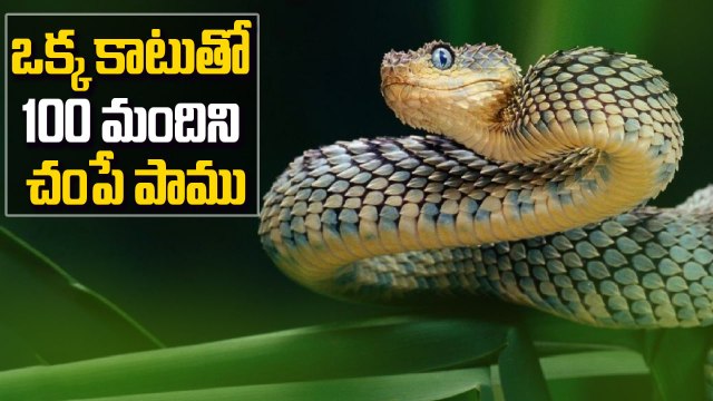 World's Deadliest Snakes (Top 5) : ఒక్క కాటుతో 100 మందిని చంపే పాము ఏది..? | Oneindia Telugu