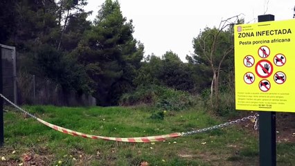 Jabalís infectados por peste porcina