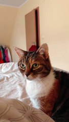 Pure love in her eyes :) #cat #funnycats #cutecats #viralcats #fyp #trending