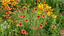 9 Reasons To Let Native Plants Grow Wild