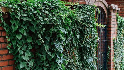 10 Signs Your Vining Plants Need Some Love