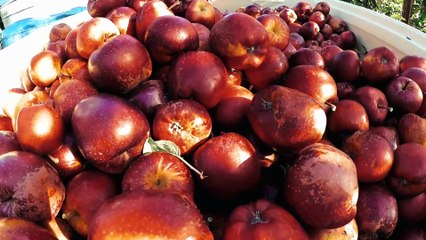 ear to the ground s33e04