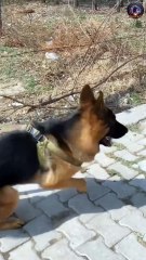 Things to know about German shepherd dog